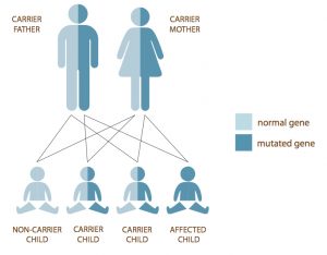 Carrier Screening | Jewish Genetic Disease Consortium